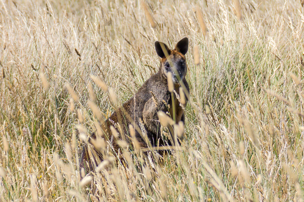 wallaby-in-long-grass