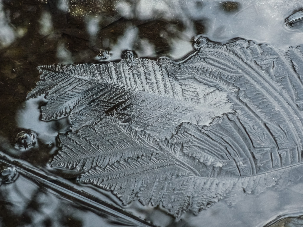 imprint-leaves-in-ice-overland-track