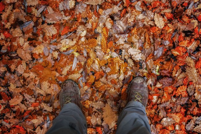 autumn-leaves-daylesford
