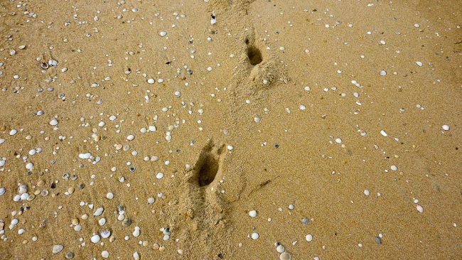 animal-footprints-in-beach-sand