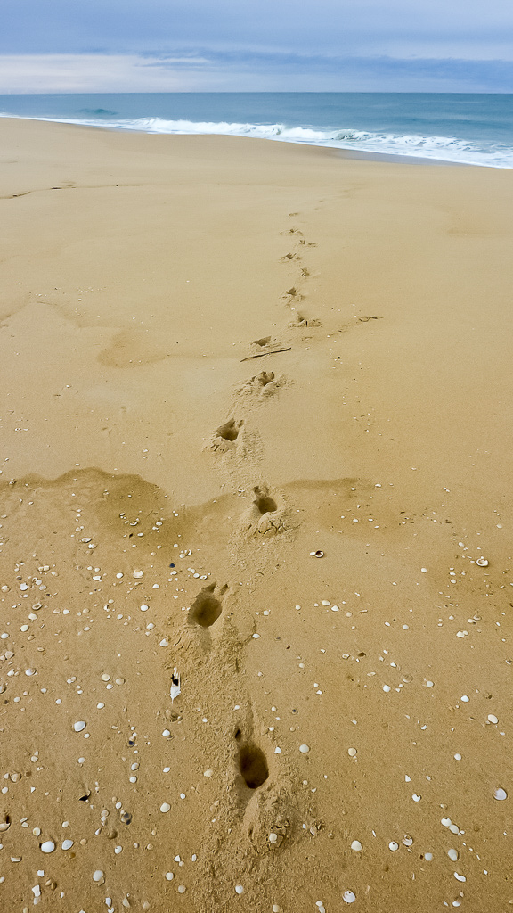 animal-footprints-in-sand-beach