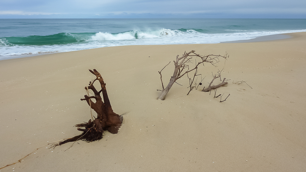 half-buried-trees-sand-beach