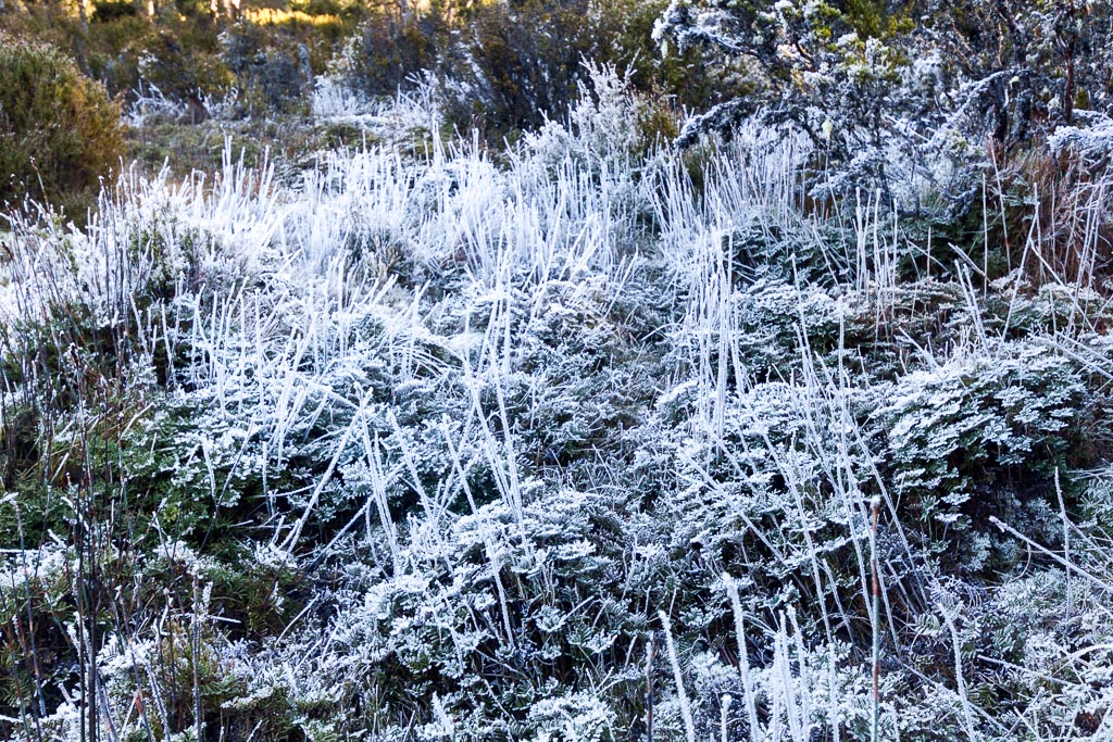 ice-grass-never-never-tasmania