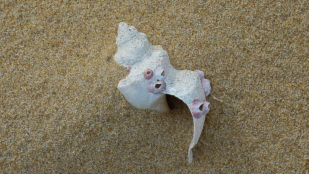 sea-shell-on-beach