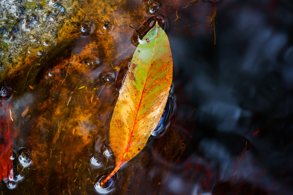 eucalypt-leaf-in-water