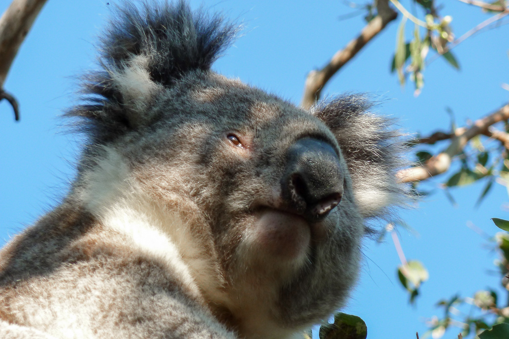 koala-great-otway-national-park
