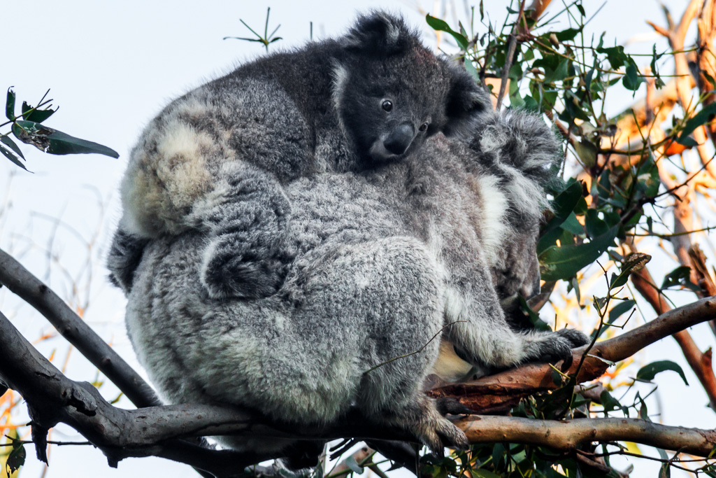 koala-joey-cape-otway