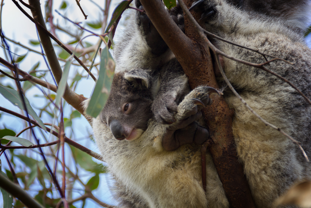 koala-joey-cape-otway