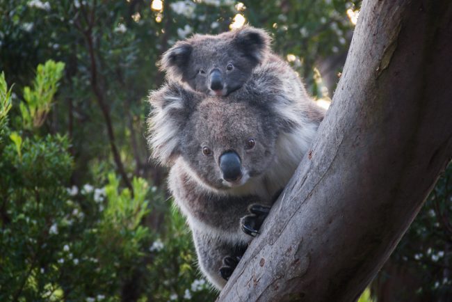 koala-joey-tree-cape-otway