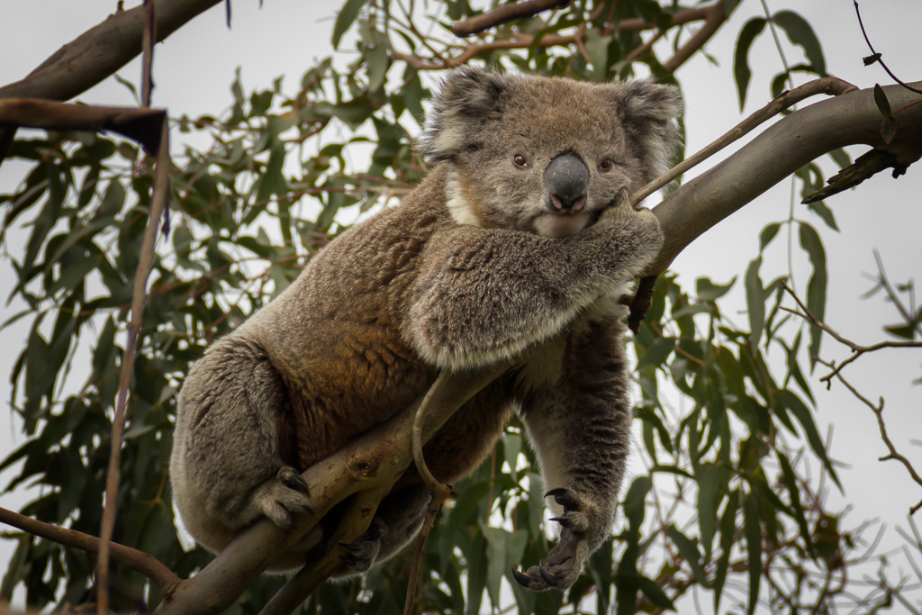 koala-tree-cape-otway