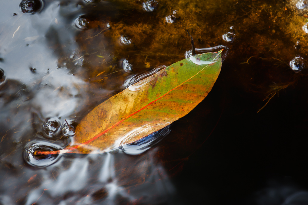 leaf-in-dark-water