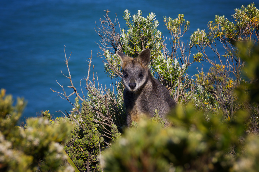 wallaby-great-otway-national-park