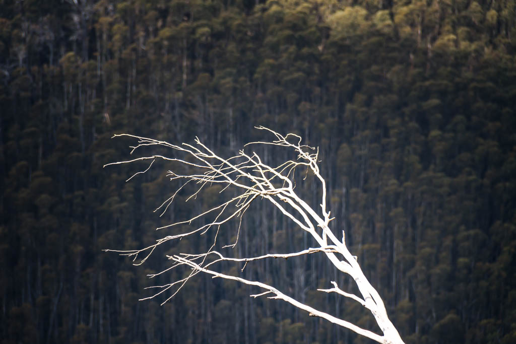 white-branches-dead-eucalypt