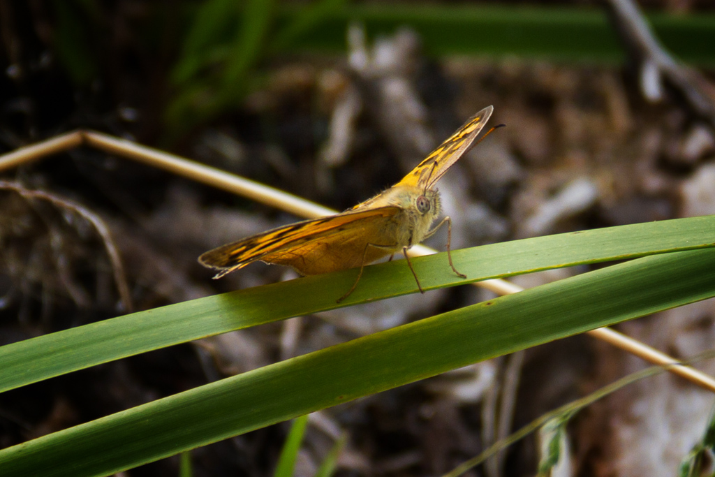 butterfly-on-reed-werribee-gorge