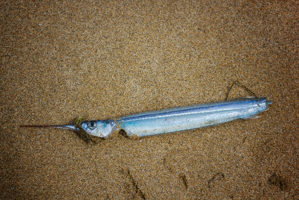 dead-fish-on-beach