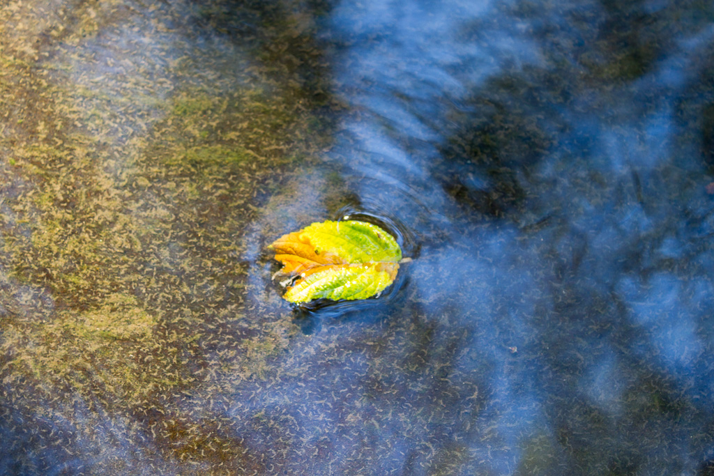 leaf-floating-in-water