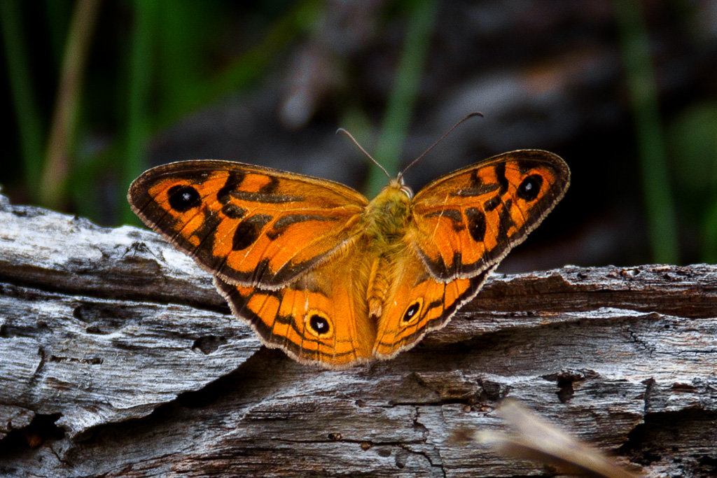 orange-butterfly-werribee-gorge