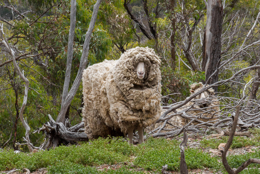 sheep-with-a-lot-wool