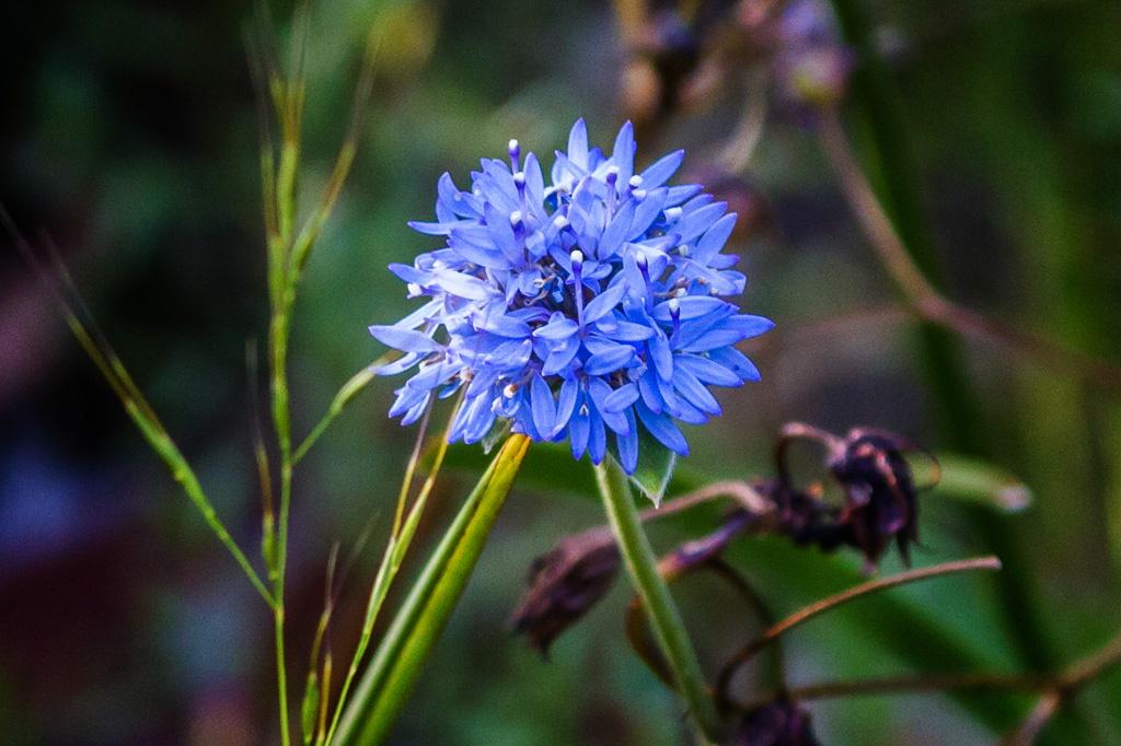 blue-flower-lerderderg-gorge