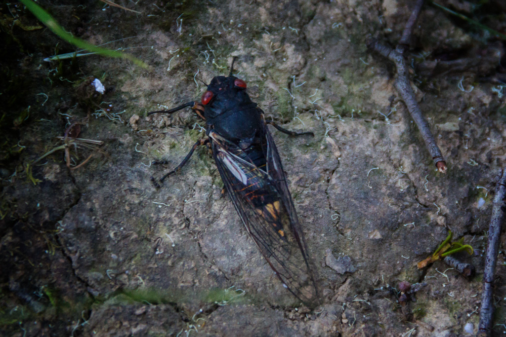 cicada-lerderderg-gorge