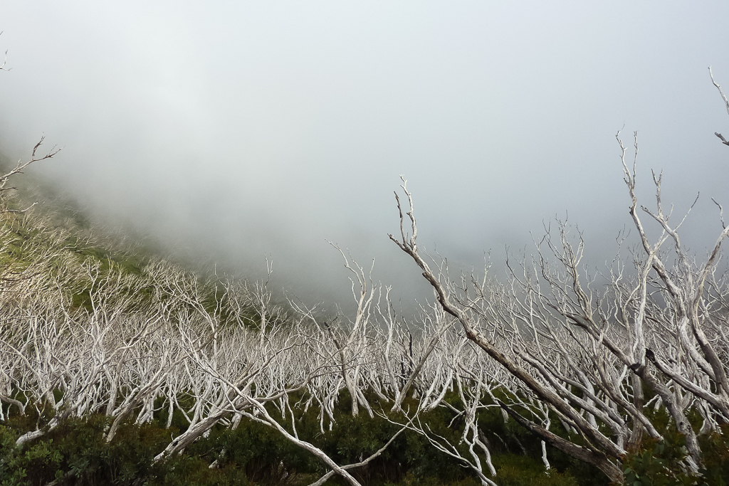 clouds-in-trees-mount-feathertop