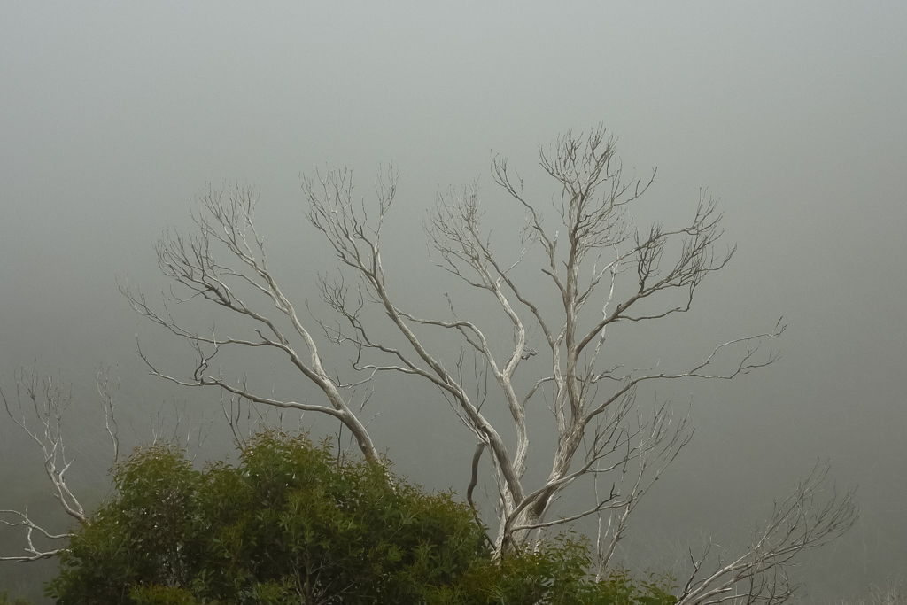 clouds-trees-mount-feathertop