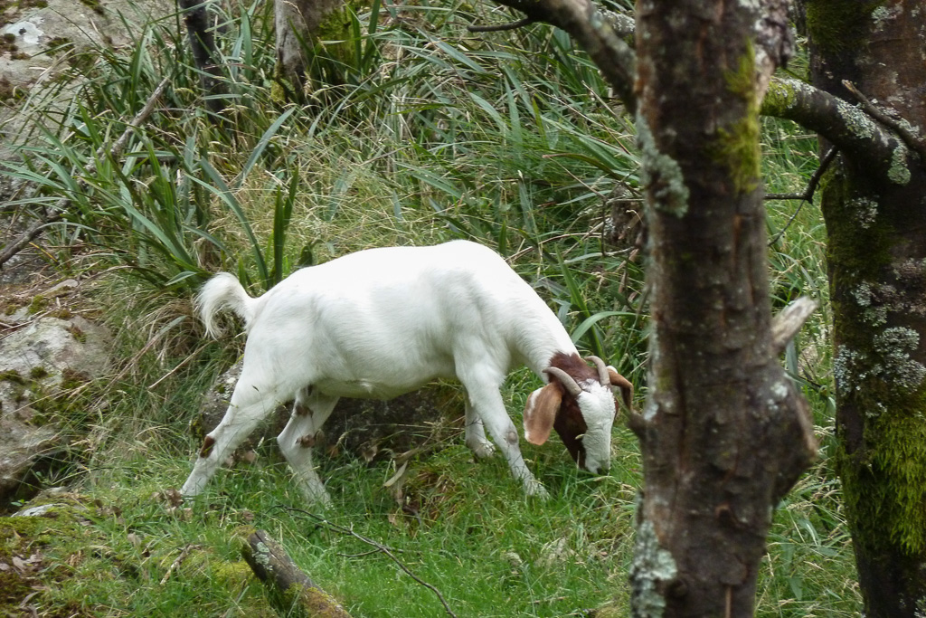 goat-at-camels-hump-mount-macedon