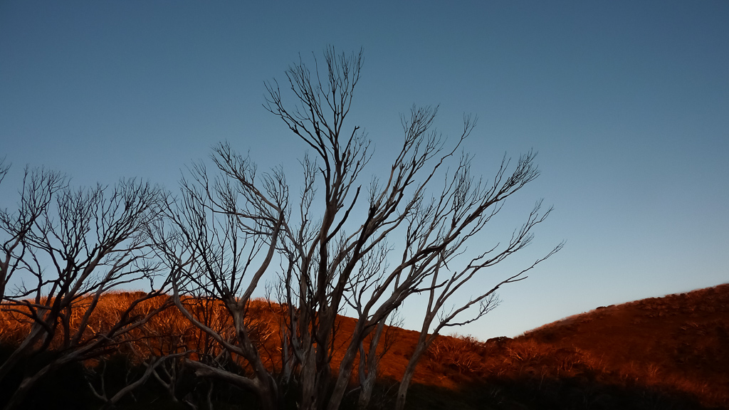 red-sunset-light-in-trees-mount-feathertop