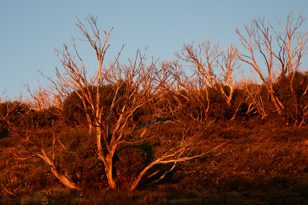 red-sunset-trees-mount-feathertop