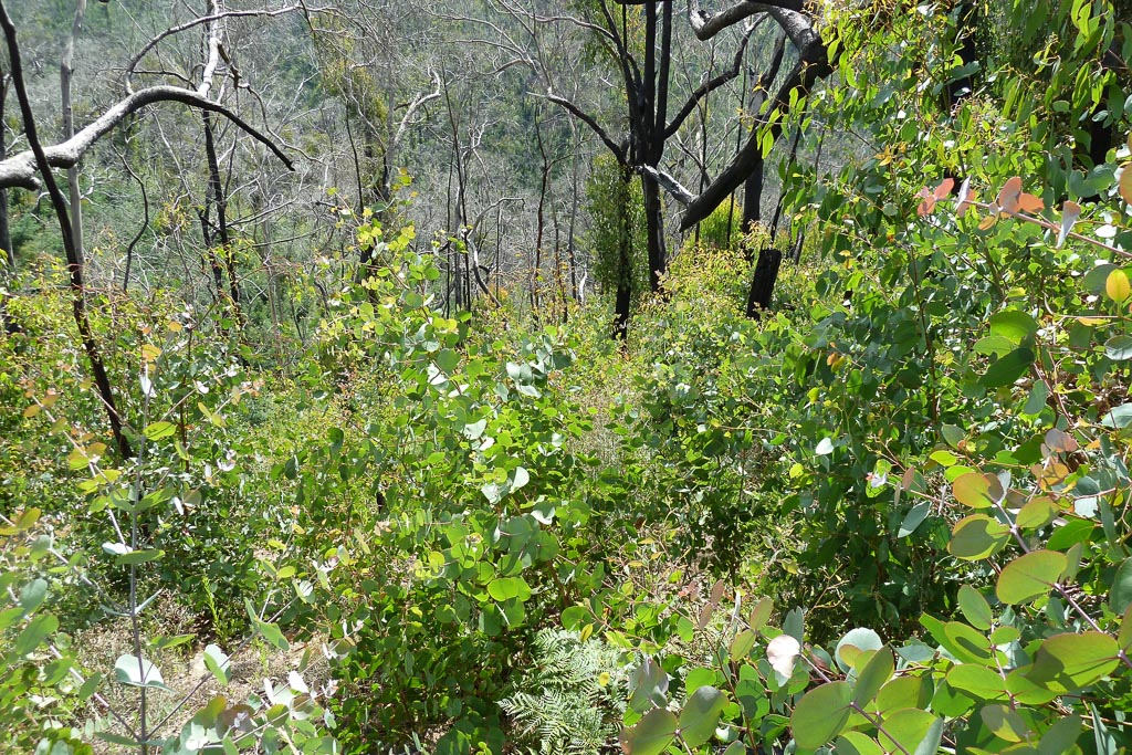 regrowth-near-strath-creek-mount-disappointment-state-forest