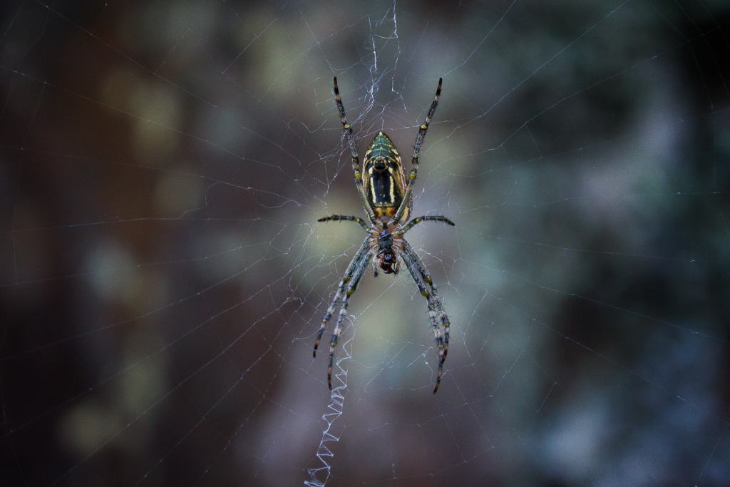 spider-in-web-lerderderg-gorge