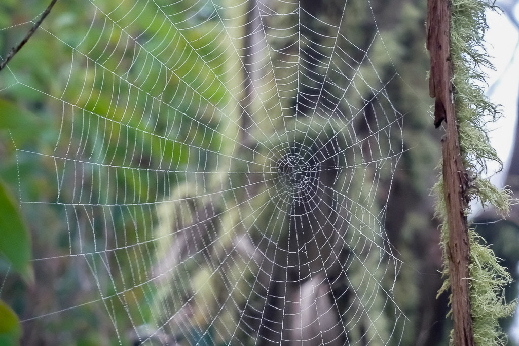spider-web-tree-mount-feathertop