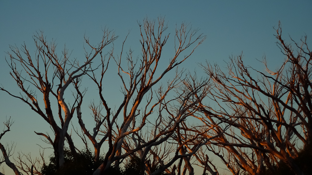 sunset-light-in-trees-mount-feathertop