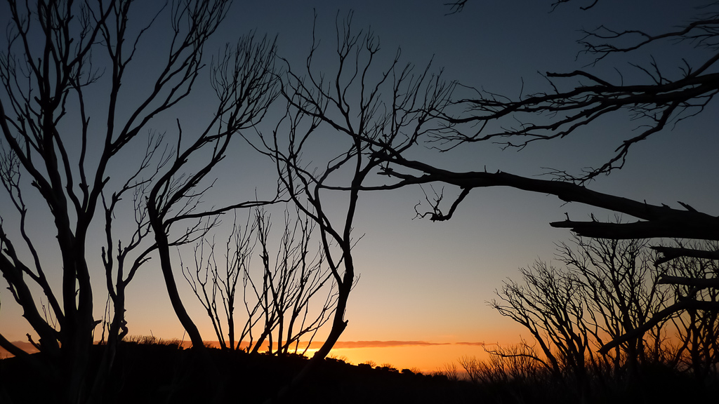 sunset-trees-mount-feathertop