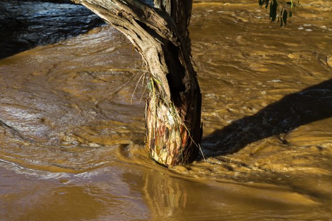water-around-gum-tree-flood-werribee-river