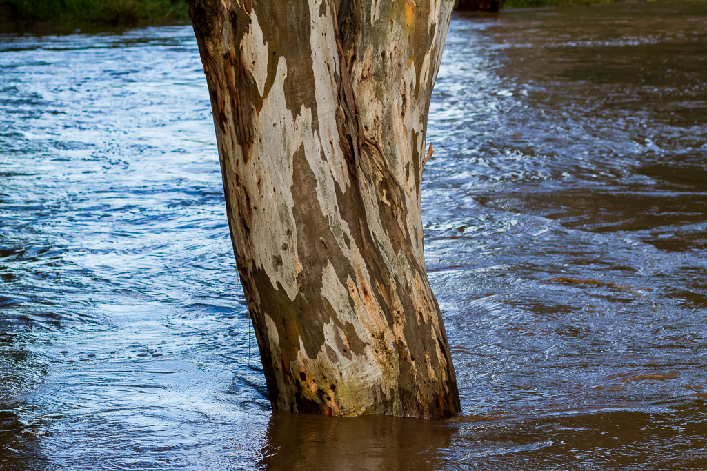 water-gum-tree-flood-werribee-river