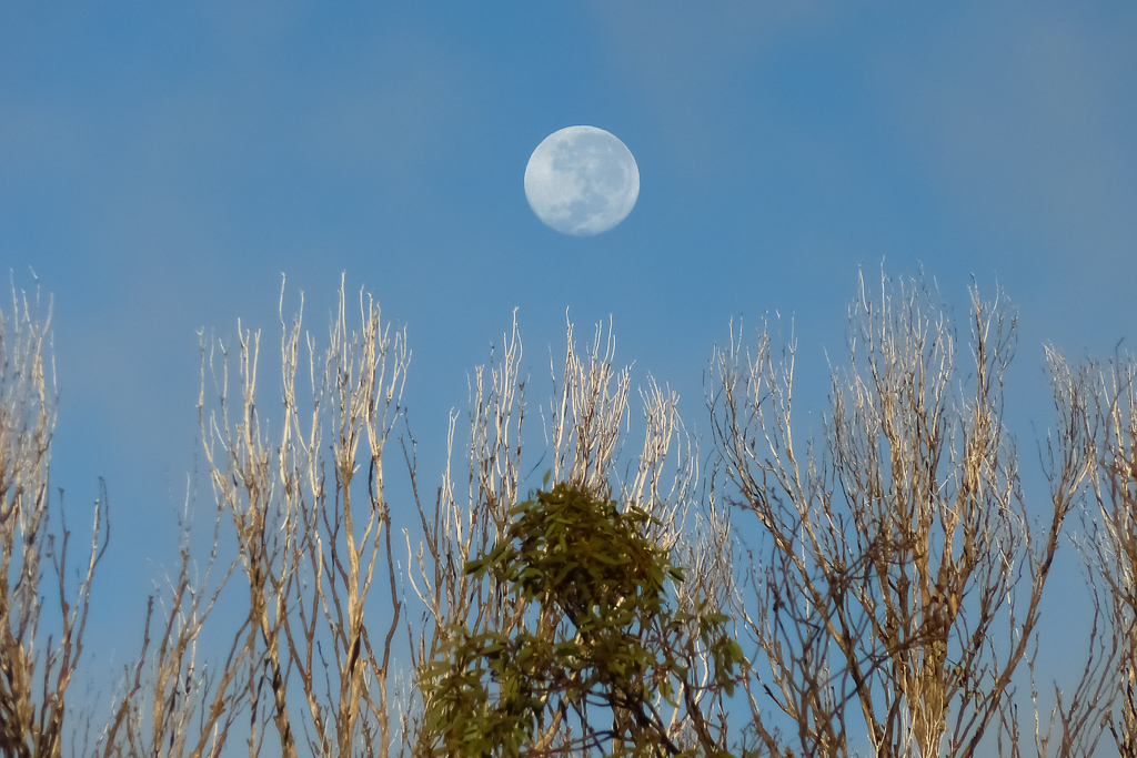 moon-above-trees-near-mount-bogong