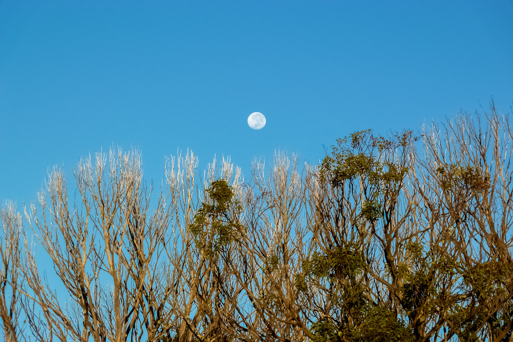 moon-above-trees