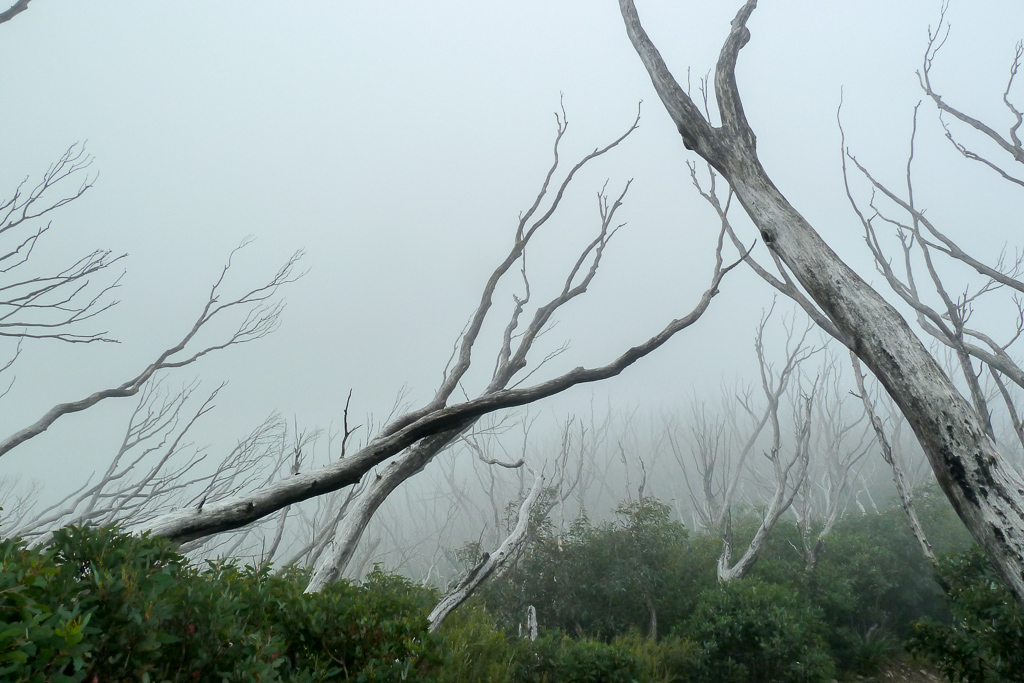 trees-in-clouds-mount-bogong