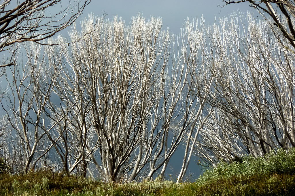 white-branches-morning-sun-alpine