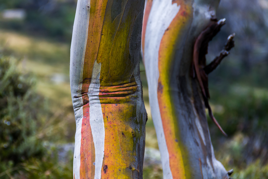 coloured-bark-gum-tree