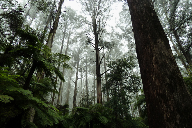 mist-dandenong-ranges-trees