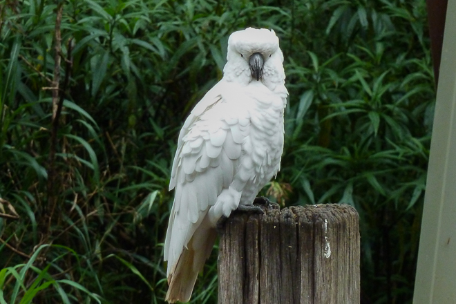 sulphur-crested-cockatoo-dandenong-ranges