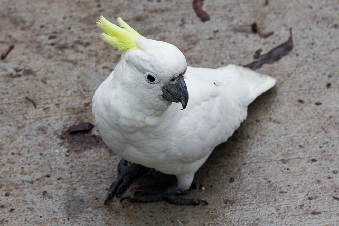 sulphur-crested-cockatoo