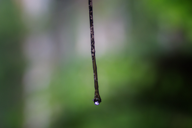 water-drop-twig