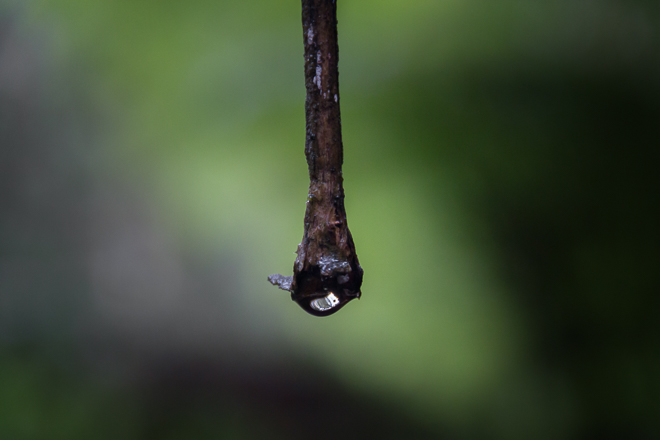 water-droplet-twig