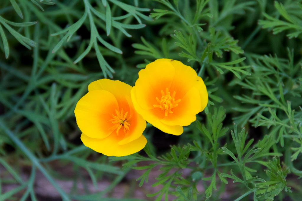 flowers-orange-yellow