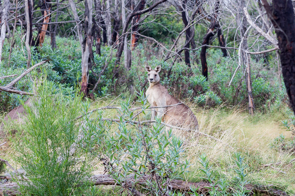 kangaroo-werribee-gorge