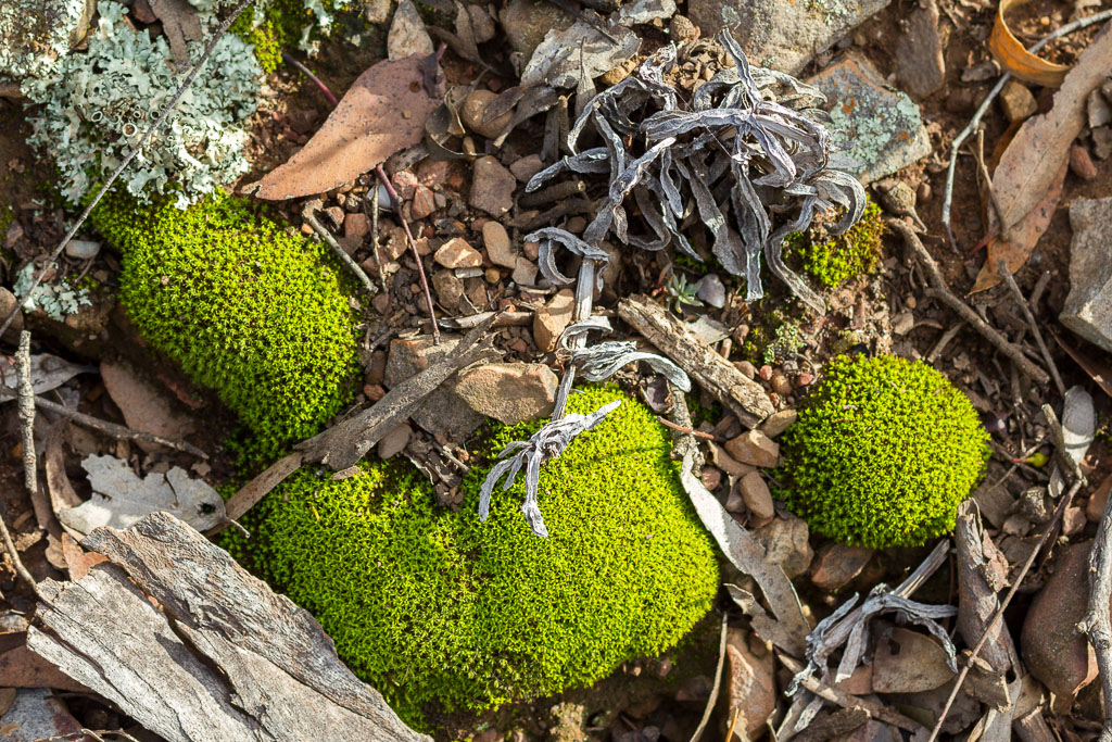 moss-on-ground-werribee-gorge