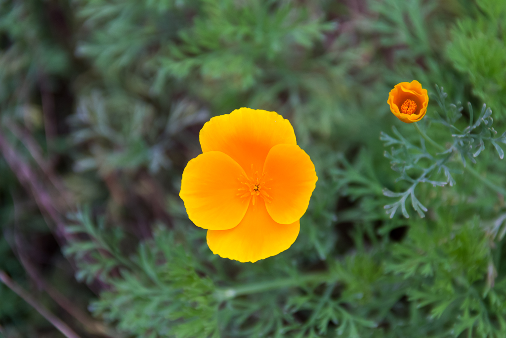 orange-yellow-flower